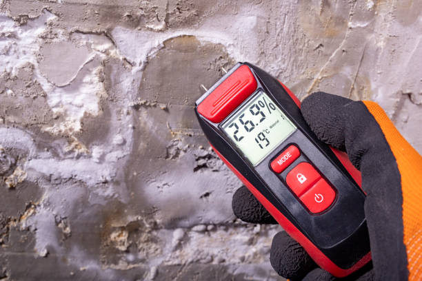 Best Mold Removal Company Near Me  in Sandy Oaks, TX