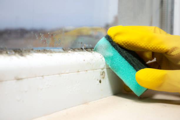Best Emergency Mold Removal  in Sandy Oaks, TX