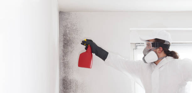 Best Local Mold Removal Service  in Sandy Oaks, TX