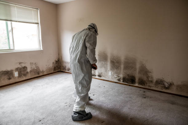 Best Mold Removal Process  in Sandy Oaks, TX